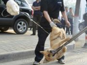 四川“杀狗令”：野犬/烈性犬/大型犬统统干掉