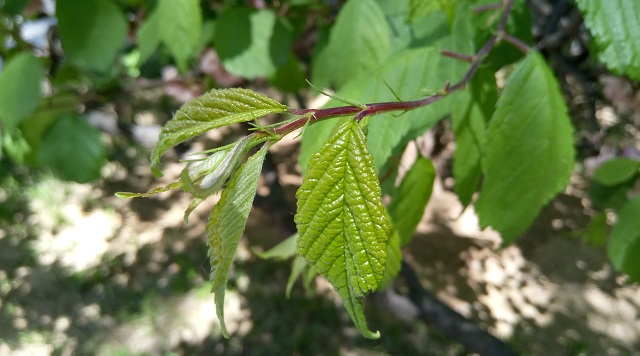 乐视手机2拍照样张2