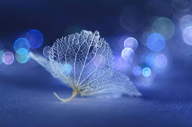 相机的对焦功能究竟怎么用